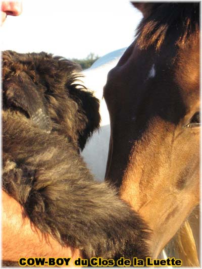 le bouvier des flandres et le cheval - Elevage du CLOS DE LA LUETTE - COPYRIGHT DEPOSE